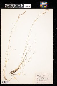 Bouteloua gracilis image