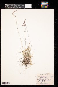 Bouteloua gracilis image