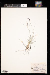 Bouteloua gracilis image