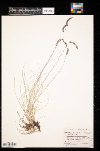 Bouteloua gracilis image