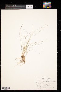 Bouteloua gracilis image