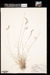 Bouteloua gracilis image