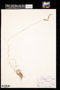 Bouteloua gracilis image