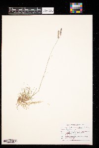 Bouteloua gracilis image