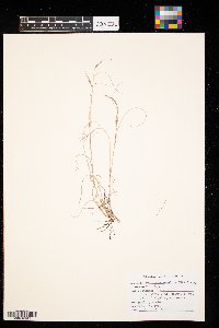 Bouteloua gracilis image