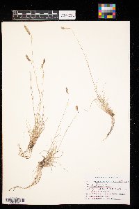 Bouteloua gracilis image