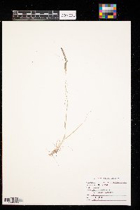 Bouteloua gracilis image