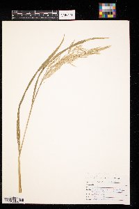 Bromus ciliatus image