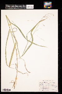 Bromus inermis image