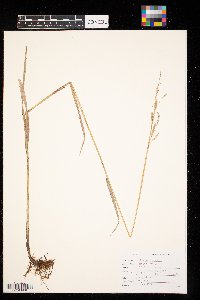 Bromus inermis image