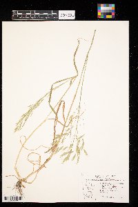 Bromus japonicus image