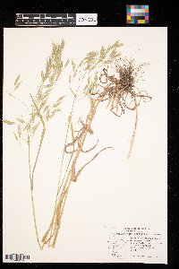 Bromus japonicus image