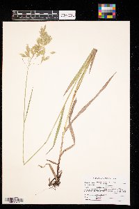 Bromus kalmii image