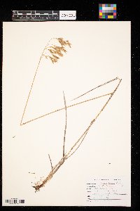 Bromus kalmii image