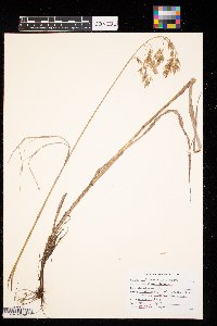 Bromus kalmii image