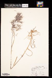 Bromus tectorum image