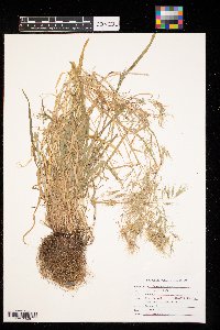 Bromus tectorum image