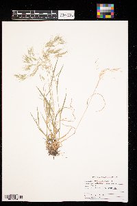 Bromus tectorum image