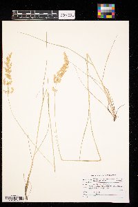 Calamagrostis canadensis image