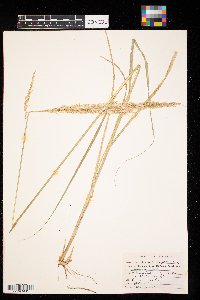 Calamovilfa longifolia image