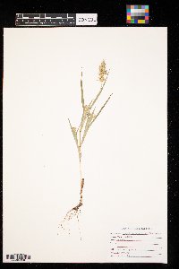 Cenchrus longispinus image