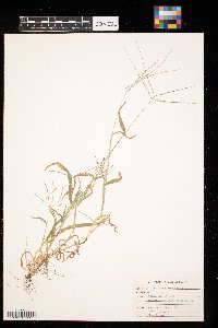 Digitaria sanguinalis image