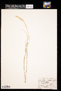 Distichlis spicata image