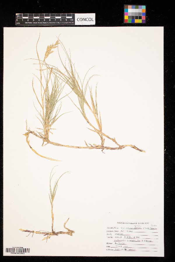 Distichlis spicata image