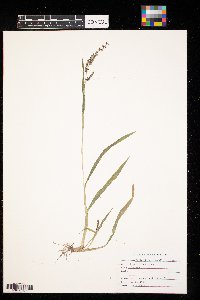 Echinochloa crus-galli image