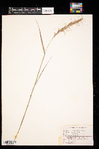 Elymus canadensis image