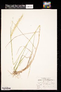 Elymus canadensis image