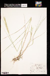 Elymus canadensis image