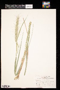 Elymus canadensis image