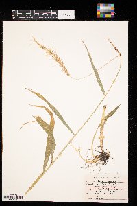 Elymus canadensis image