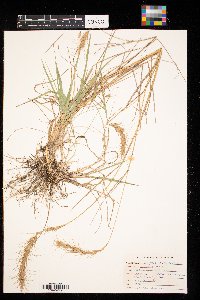 Elymus canadensis image