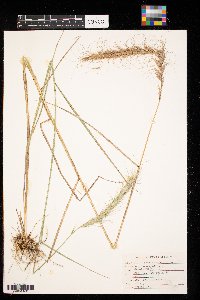 Elymus canadensis image