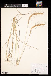 Elymus canadensis image