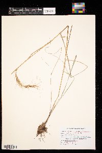 Elymus canadensis image