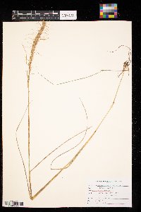 Elymus canadensis image