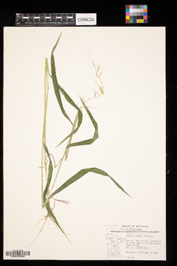 Elymus hystrix image