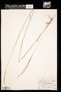 Elymus repens image