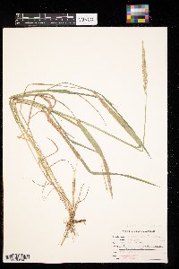 Elymus repens image