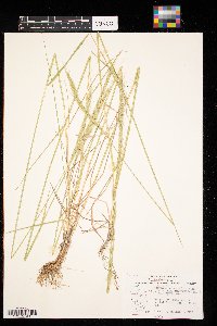 Elymus trachycaulus image