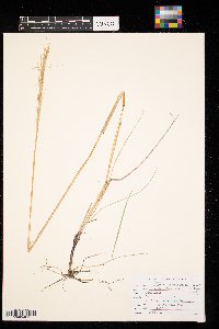 Elymus trachycaulus image