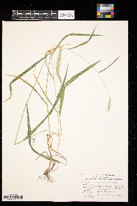 Elymus villosus image