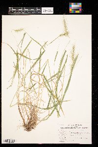 Elymus villosus image