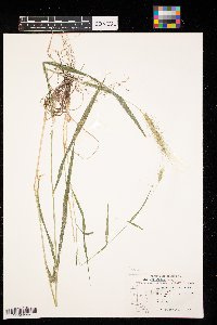 Elymus villosus image