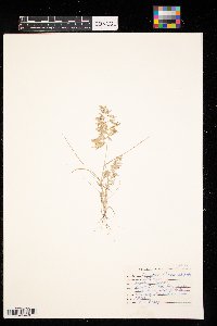 Eragrostis cilianensis image