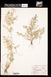 Eragrostis cilianensis image