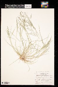 Eragrostis pectinacea image